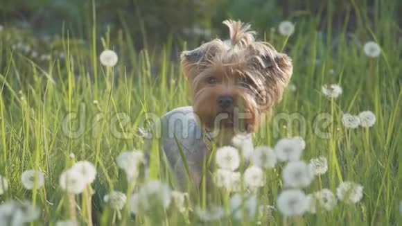 狗约克郡猎犬在草地上散步嗅着蒲公英的慢动作视频慢动作视频狗视频的预览图