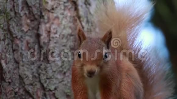 苏格兰莫雷红松鼠在松树上吃喂抓视频的预览图