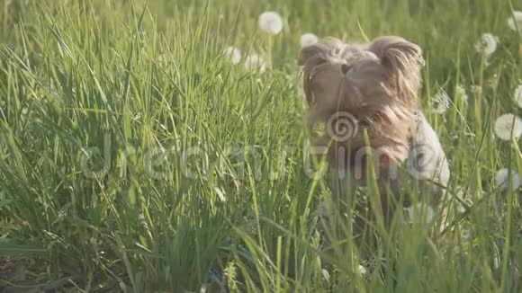 狗约克郡猎犬在草地上散步嗅着蒲公英的慢动作视频慢视频生活方式狗视频的预览图