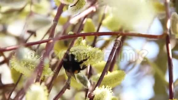 盛开的柳树上的大黄蜂视频的预览图