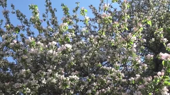 3照相机在阳光明媚的春天里沿着苹果树开出朵朵白色的花视频的预览图
