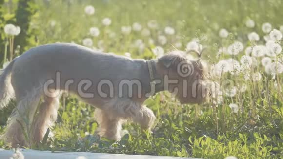 狗约克郡猎犬在草地上散步嗅着蒲公英慢动作的生活方式视频慢速视频狗视频的预览图