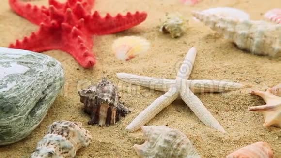 沙滩上的贝壳和海星视频的预览图