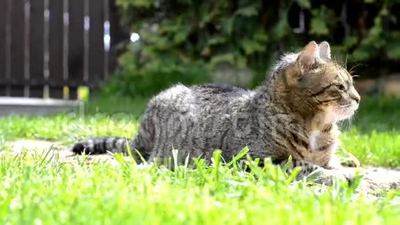花园里可爱的条纹滑稽猫视频的预览图