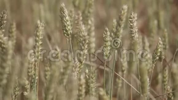 有黑麦和谷子黄色耳朵的田野视频的预览图