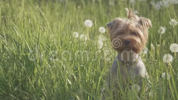 狗约克郡猎犬在草地上散步嗅着蒲公英的慢动作视频慢生活方式视频狗视频的预览图