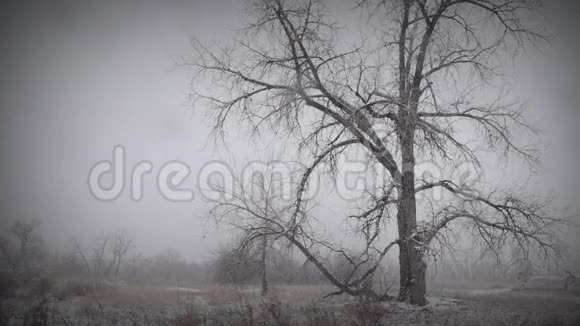 忧郁的冬季景观1视频的预览图