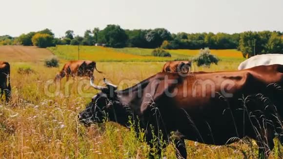 农场牛在牧场放牧在野外放牧奶牛吃草奶牛吃草视频的预览图
