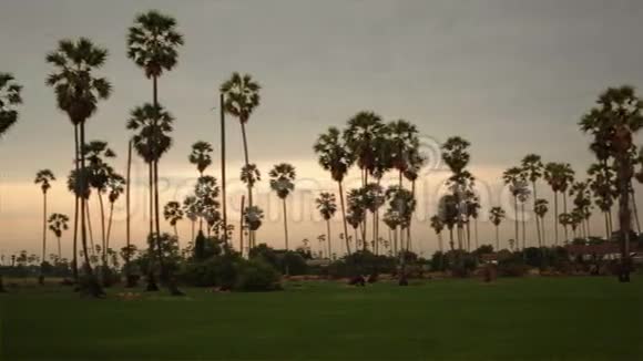 在黄昏时分以绿稻田为前景的糖棕树用高清追踪拍摄视频的预览图
