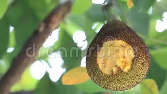 菠萝蜜绿叶背景视频的预览图