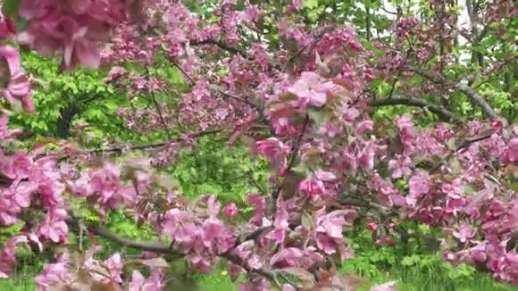 3照相机在阳光明媚的春天里沿着苹果树开出一朵朵红花视频的预览图