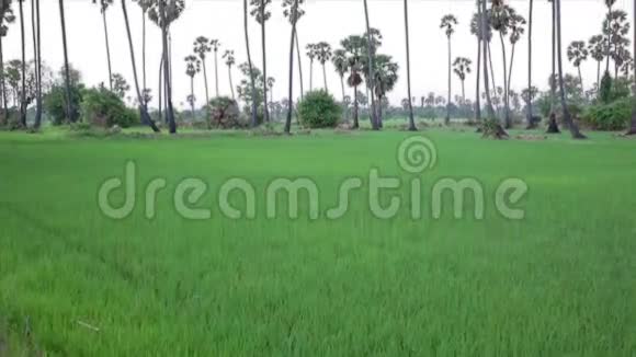 以绿色稻田和蓝天为前景的糖棕树在高清镜头下倾斜视频的预览图