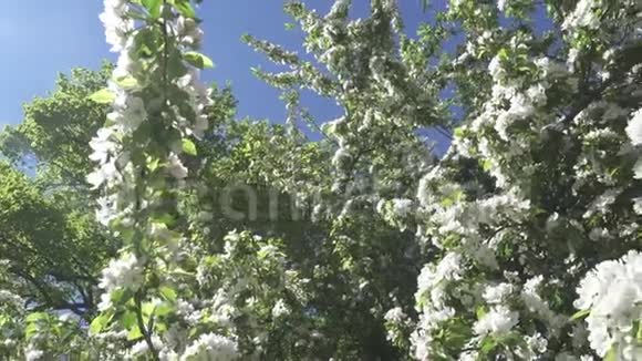 3照相机在阳光明媚的春天里沿着苹果树开出朵朵白色的花视频的预览图