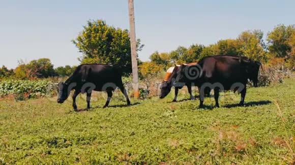 农场牛在牧场放牧在野外放牧奶牛吃草奶牛吃草视频的预览图