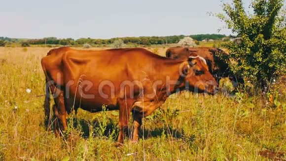 田野背景上的奶牛画像农场上漂亮有趣的牛吃着青草视频的预览图