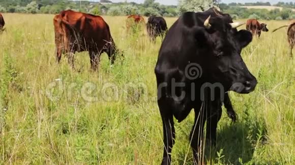 许多牛在阳光下的草地上吃草环顾四周视频的预览图