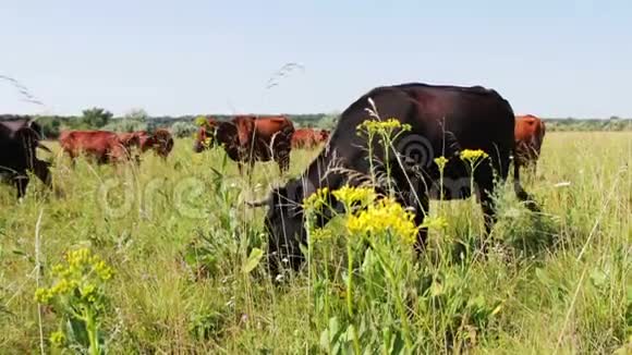 许多牛在阳光下的草地上吃草环顾四周视频的预览图