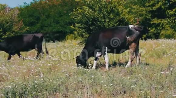 田野背景上的奶牛画像农场上漂亮有趣的牛吃着青草视频的预览图