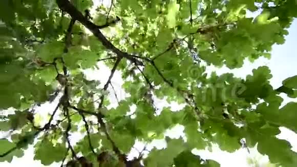 森林里的树顶视频的预览图