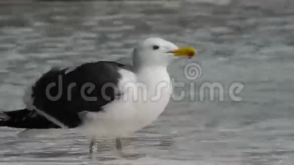 海鸥饮用水视频的预览图