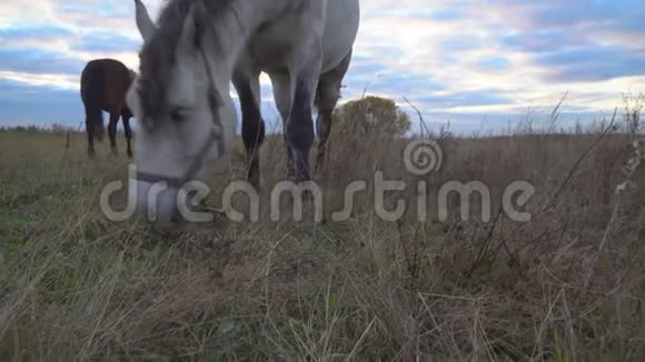 秋天草地上的马视频的预览图