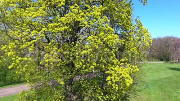 树绿色植物夏春飞行录像视频的预览图
