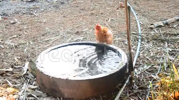 鸡饮水从水泥罐视频的预览图