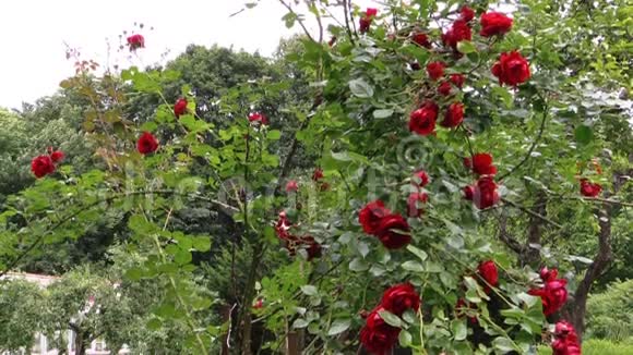 红玫瑰灌木怀孕的快乐女人在花园里扔玫瑰花瓣视频的预览图