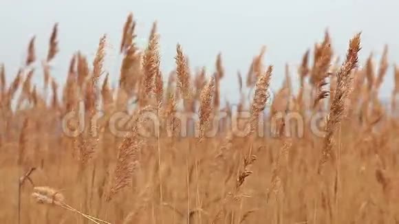 青草景观沼泽干燥的秋视频的预览图