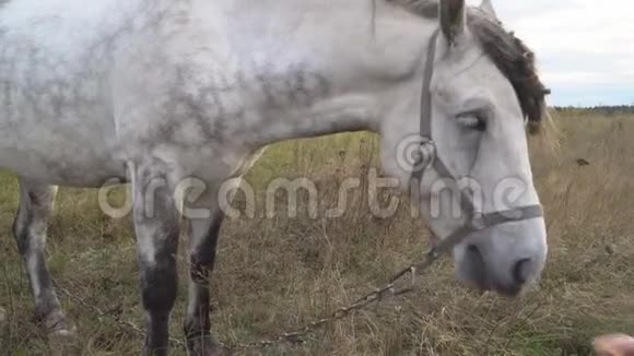 秋天草地上的马视频的预览图