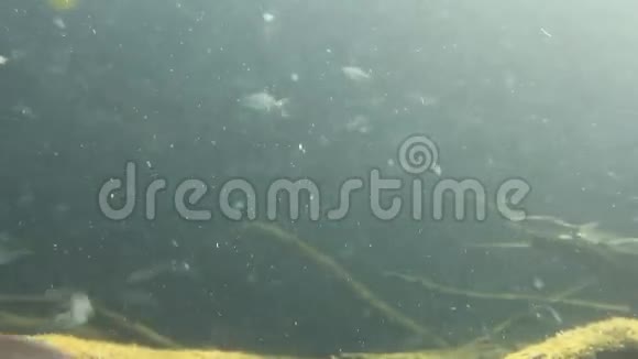 水下游泳鱼的镜头视频的预览图