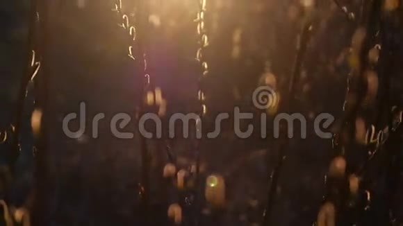 春芽夕阳下的柳树视频的预览图