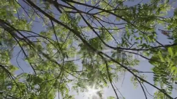 阳光和树木射来视频的预览图