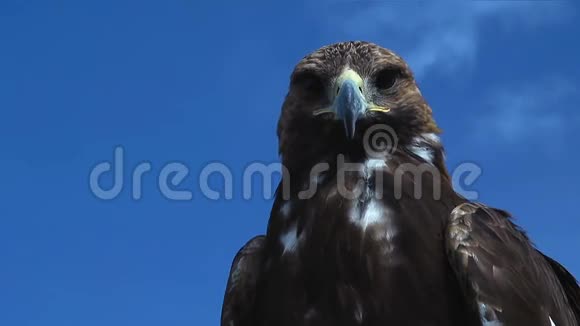 金色的鹰AquilaCrysaetos与蓝天视频的预览图