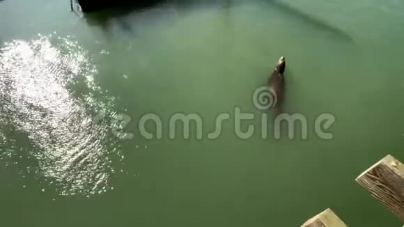海狮躺在码头上视频的预览图