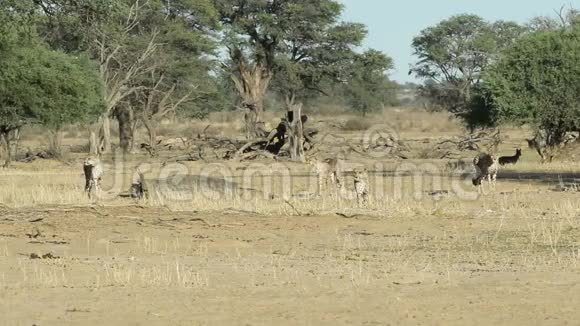 注意猎豹卡拉哈里沙漠视频的预览图