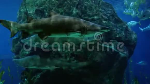 美丽的异国情调在水族馆里看到鱼和鲨鱼水下场景4k视频的预览图