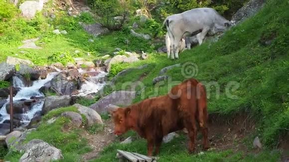在高山草地上放牧的野牛群意大利阿尔卑斯山意大利视频的预览图