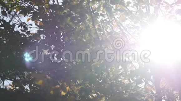 秋天林中阳光灿烂的一幕视频的预览图