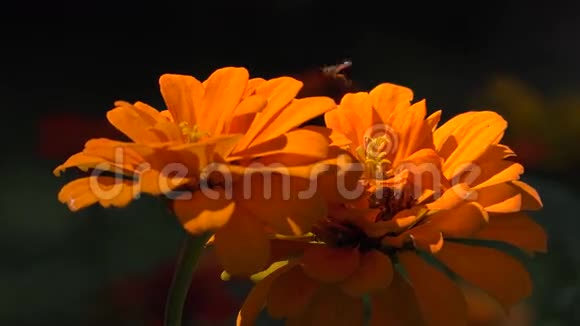 橙花开花植物自然视频的预览图