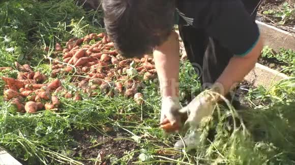 女人用胡萝卜把蔬菜的一顶破了视频的预览图