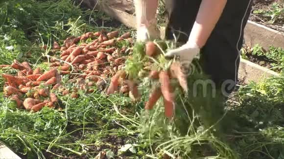 女人用胡萝卜把蔬菜的一顶破了视频的预览图