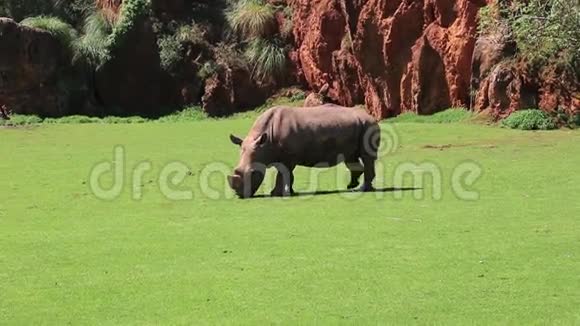 野生犀牛视频的预览图