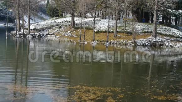 林中倒影在水中水杉漂浮在湖面上涟漪雪视频的预览图