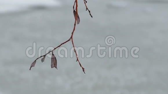 雪冬干燥的孤树枝视频的预览图