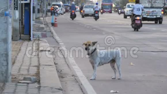 无家可归的灰狗在路上与过路的汽车和摩托车亚洲泰国视频的预览图