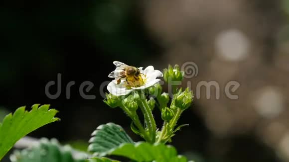 草莓花上的蜜蜂视频的预览图