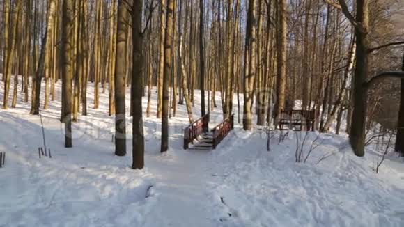 冬天的森林被太阳照亮楼梯在视频的预览图
