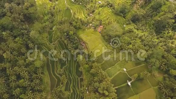 位于印度尼西亚巴厘岛乌布的梯田稻田视频的预览图
