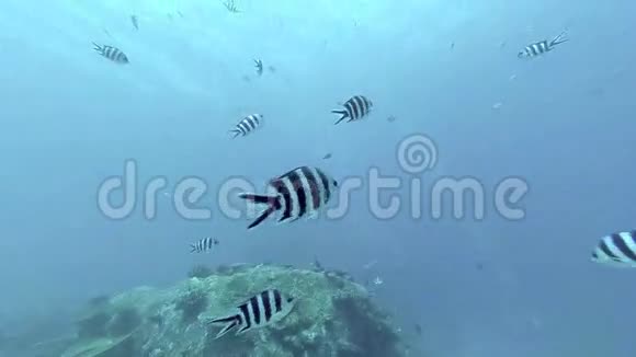 塞舌尔的珊瑚礁和热带鱼视频的预览图